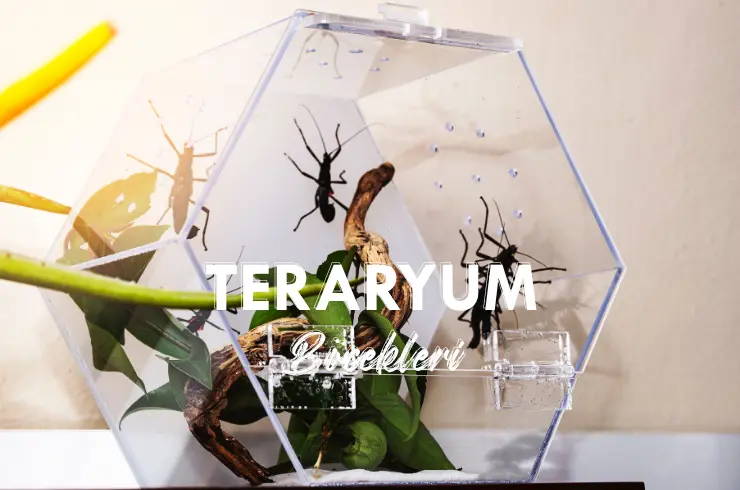 Teraryumunuz İçin En Faydalı ve Zararlı Böcekler
